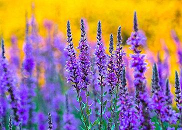 Pearl Abyss将在Gamescom与PAX West展示《红色沙漠》最新试玩版本